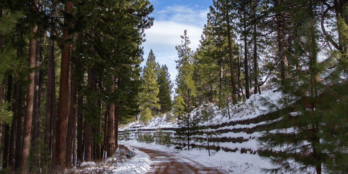 The Martis Creek Road cutting through the forest in Truckee with snow on the banks.