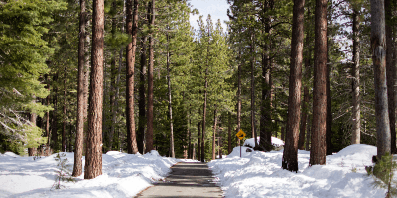 Sunny, snow-free Trout Creek Trail.