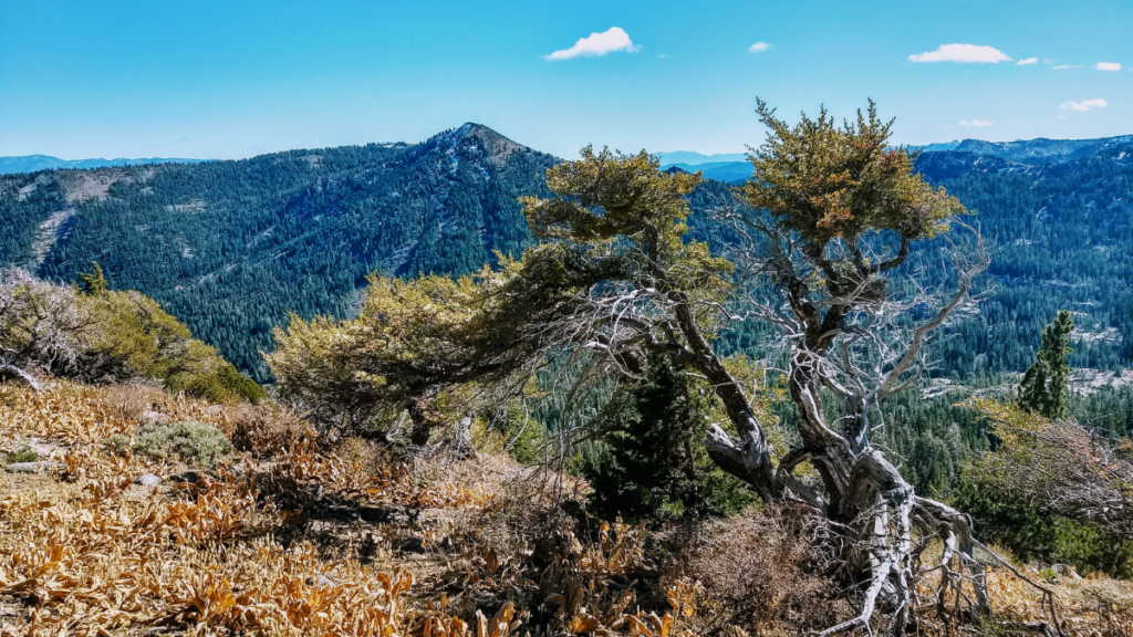 Mt. Lola off-the-beaten-path hike Truckee, CA