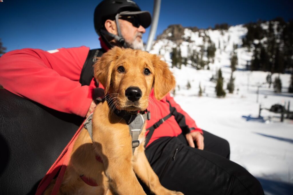 Squaw Valley Alpine Meadows Avy Dogs