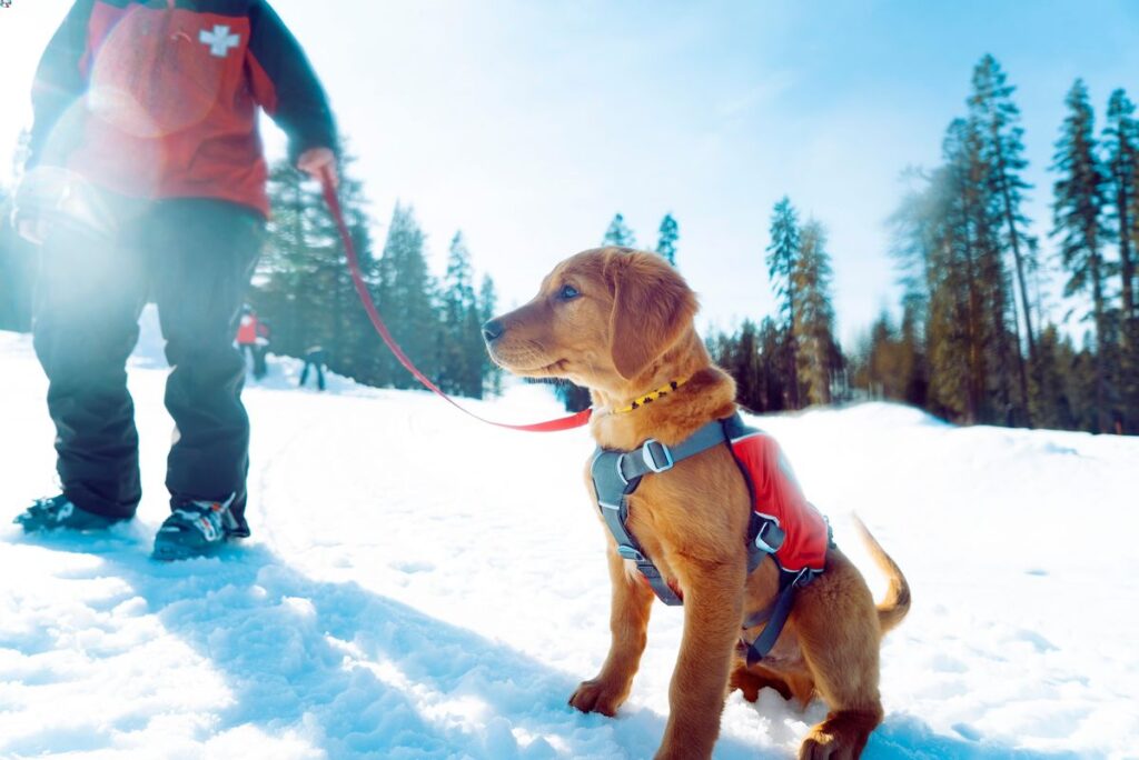 Sugar Bowl Resort Avy Dogs