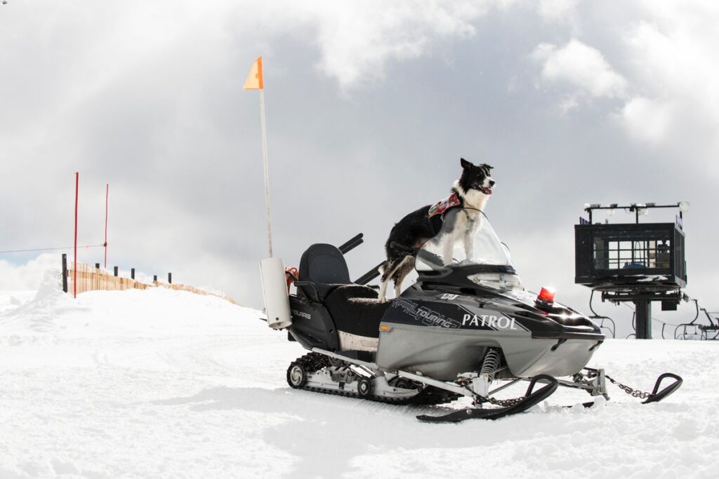 Squaw Valley Alpine Meadows Avy Dogs