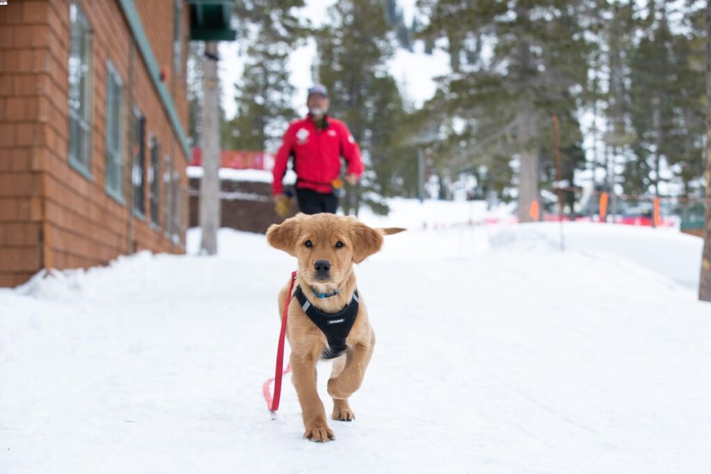 Squaw Valley Alpine Meadows Avy Dogs