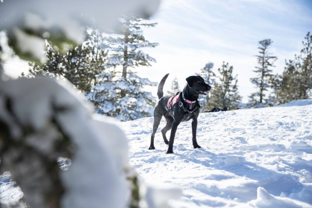 Squaw Valley Alpine Meadows Avy Dogs