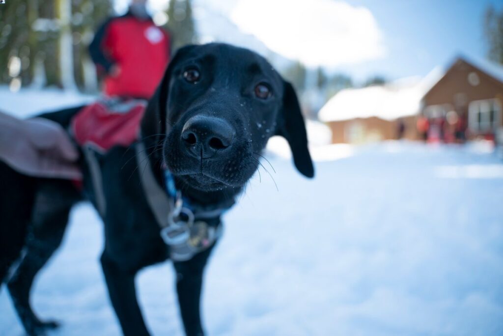 Sugar Bowl Resort Avy Dogs