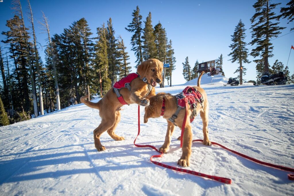 Squaw Valley Alpine Meadows Avy Dogs