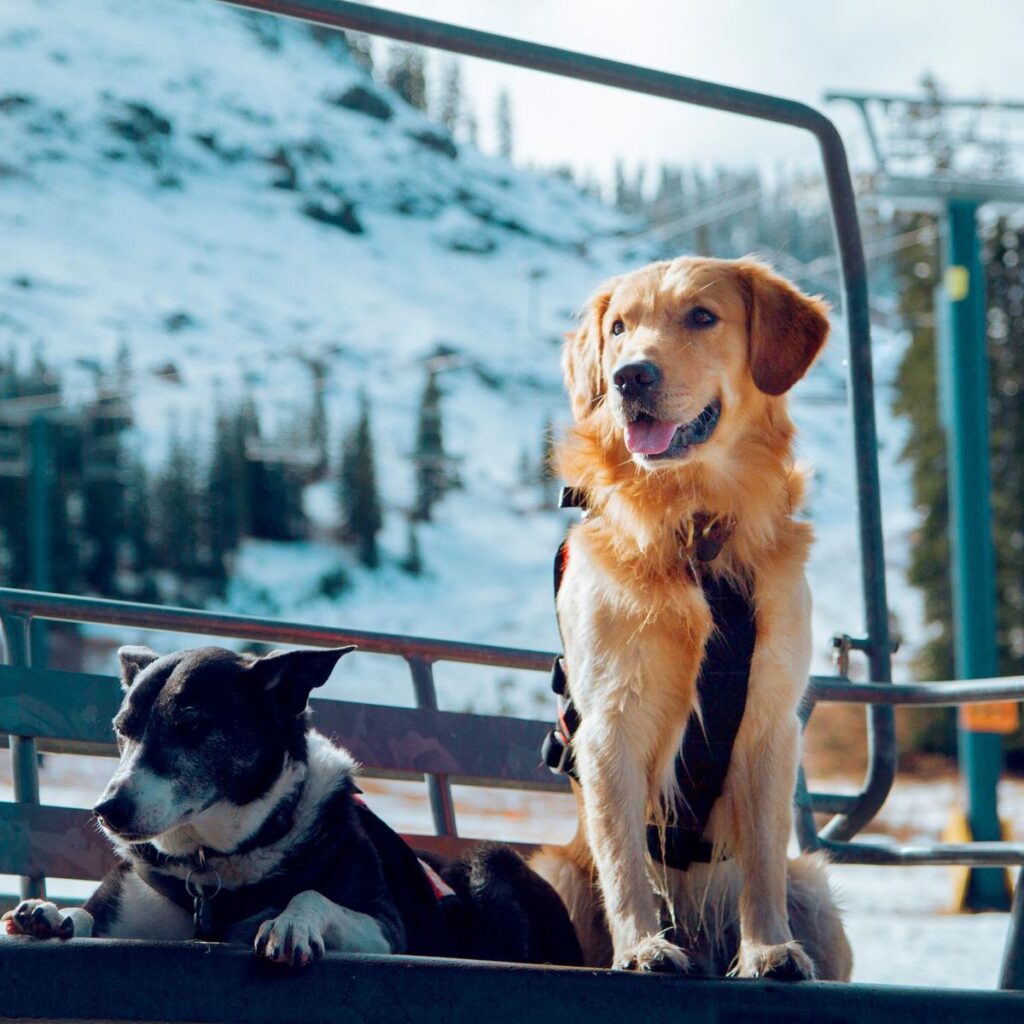 Sugar Bowl Resort Avy Dogs