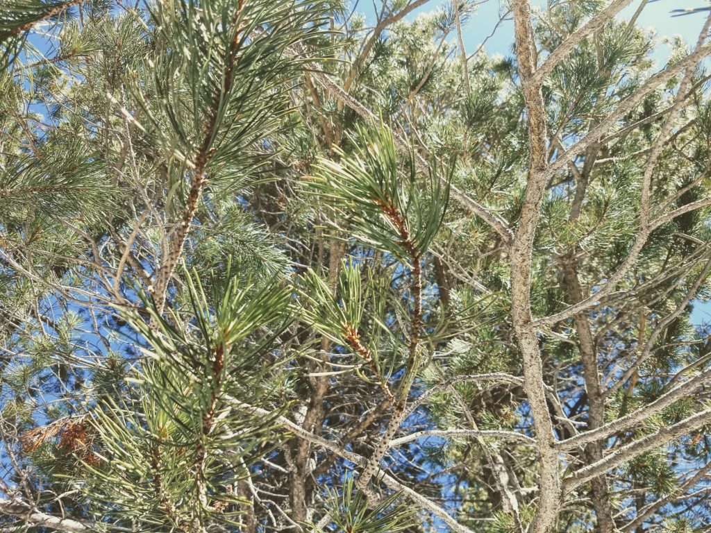 Closeup of details on pine tree
