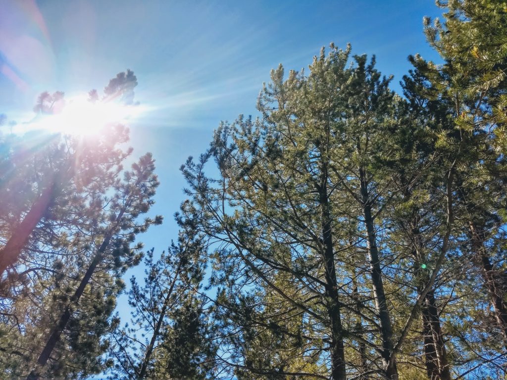 Bright sun over Truckee forest