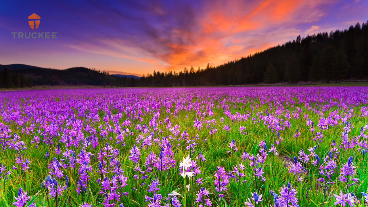 Purple Lily wildflower meadow Truckee