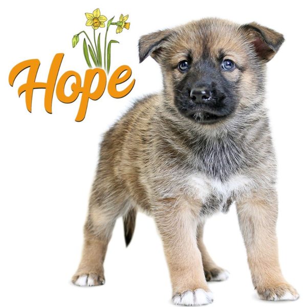 Puppy from the Humane Society Truckee-Tahoe