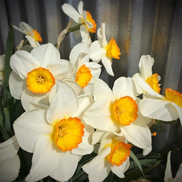 Daffodils from Villager Nursery