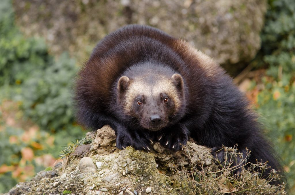 Wolverine Truckee wildlife
