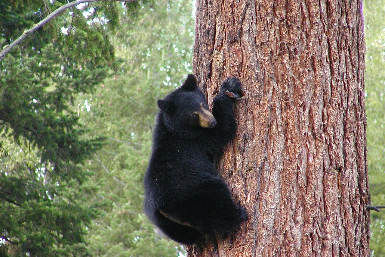 Black Bear Truckee wildlife