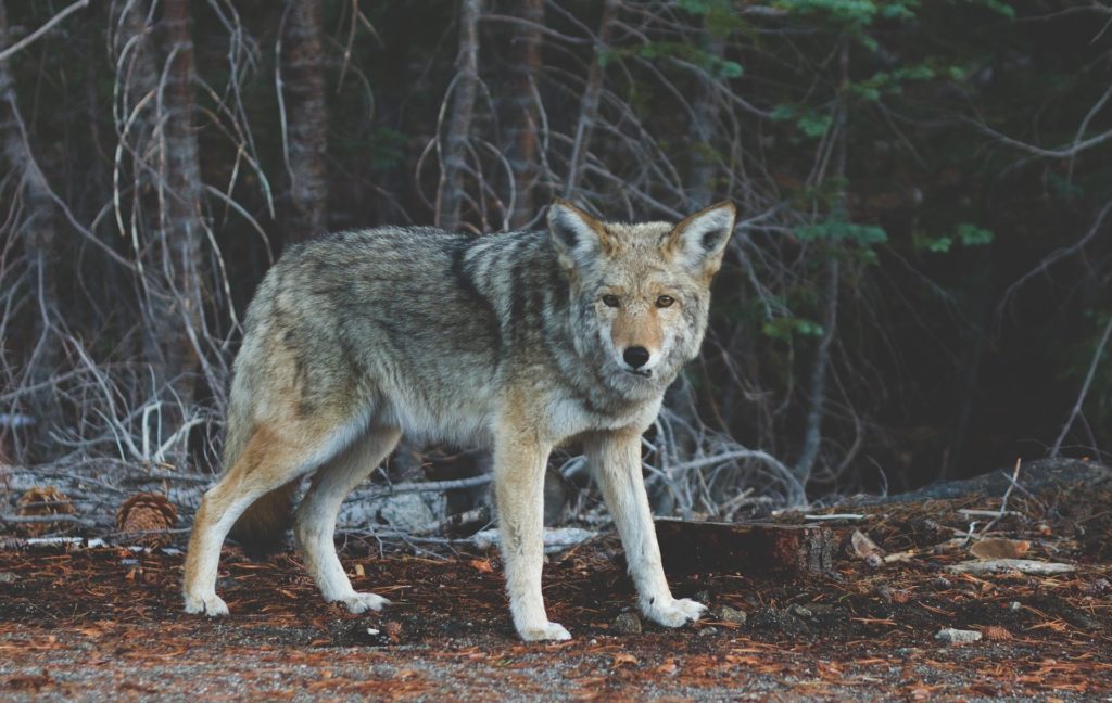 Coyote Truckee Wildlife
