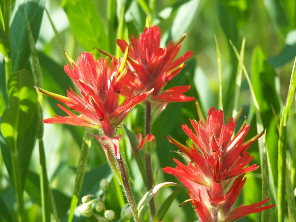 Indian Paintbrush Truckee Wildflower