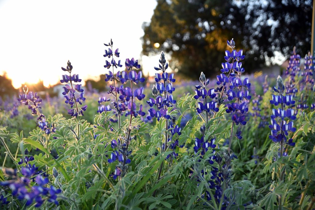 Lupine Truckee Wildflower