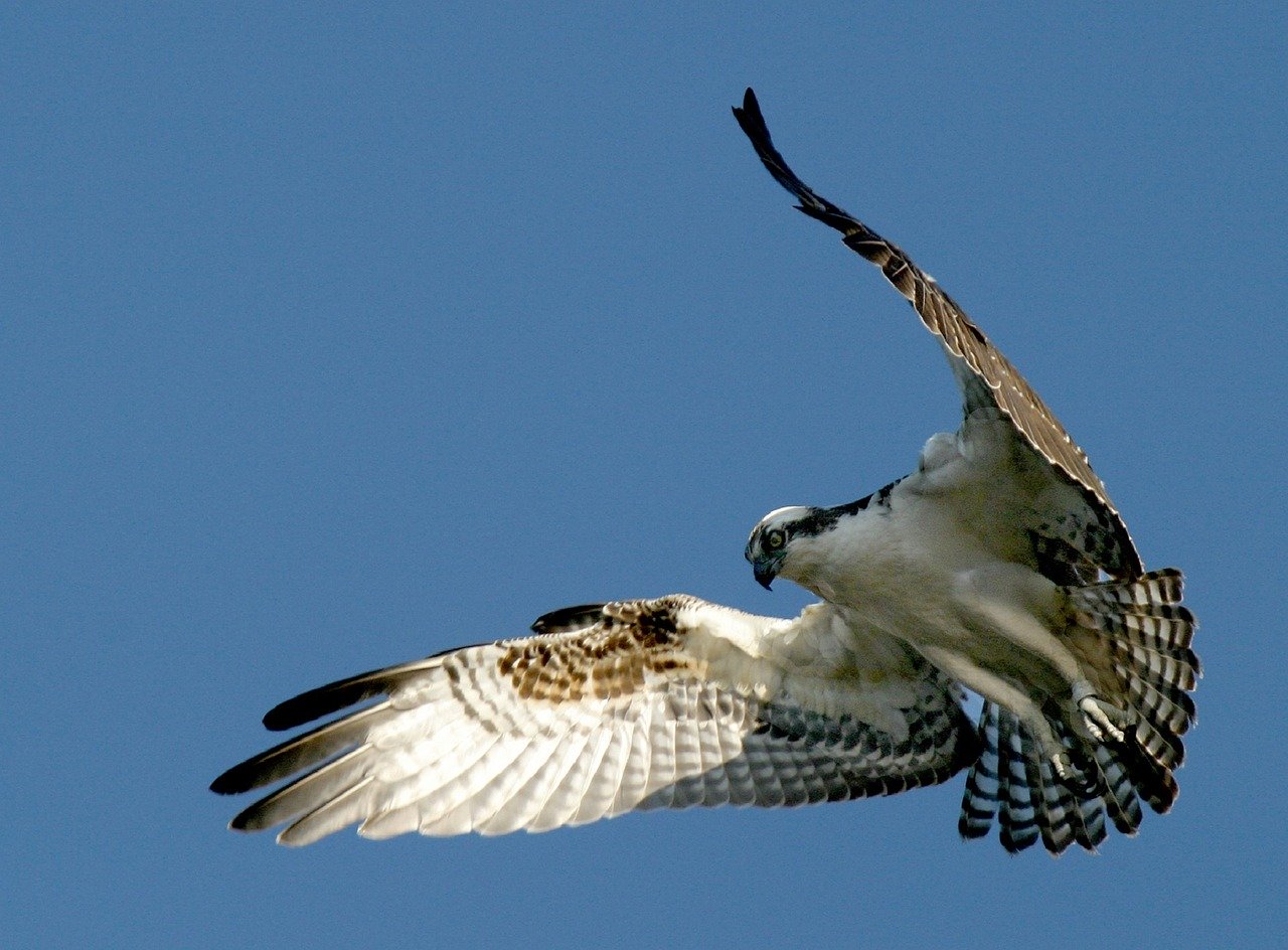 Osprey Truckee wildlife
