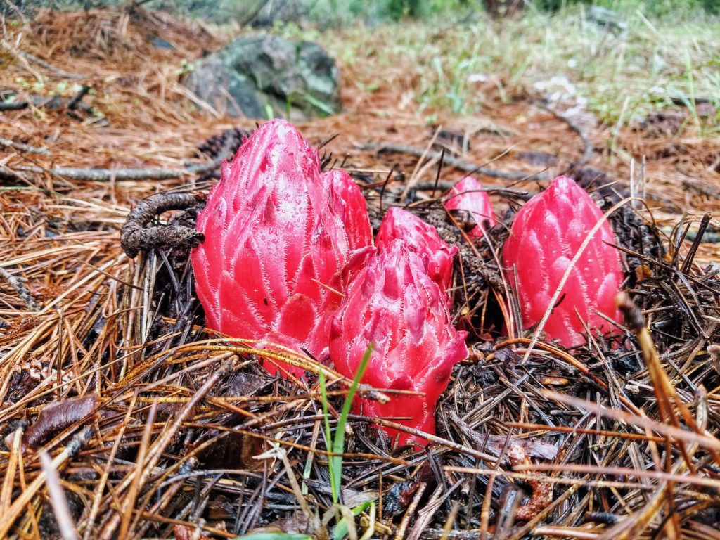 Snow Plant Truckee Flower