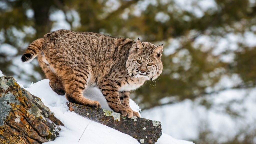 Bobcat Truckee wildlife