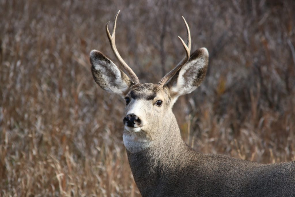 Mule Deer Truckee Wildlife