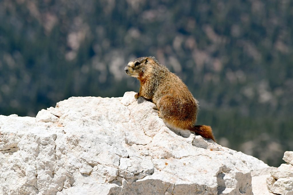 Yellow Bellied Marmot Truckee wildlife