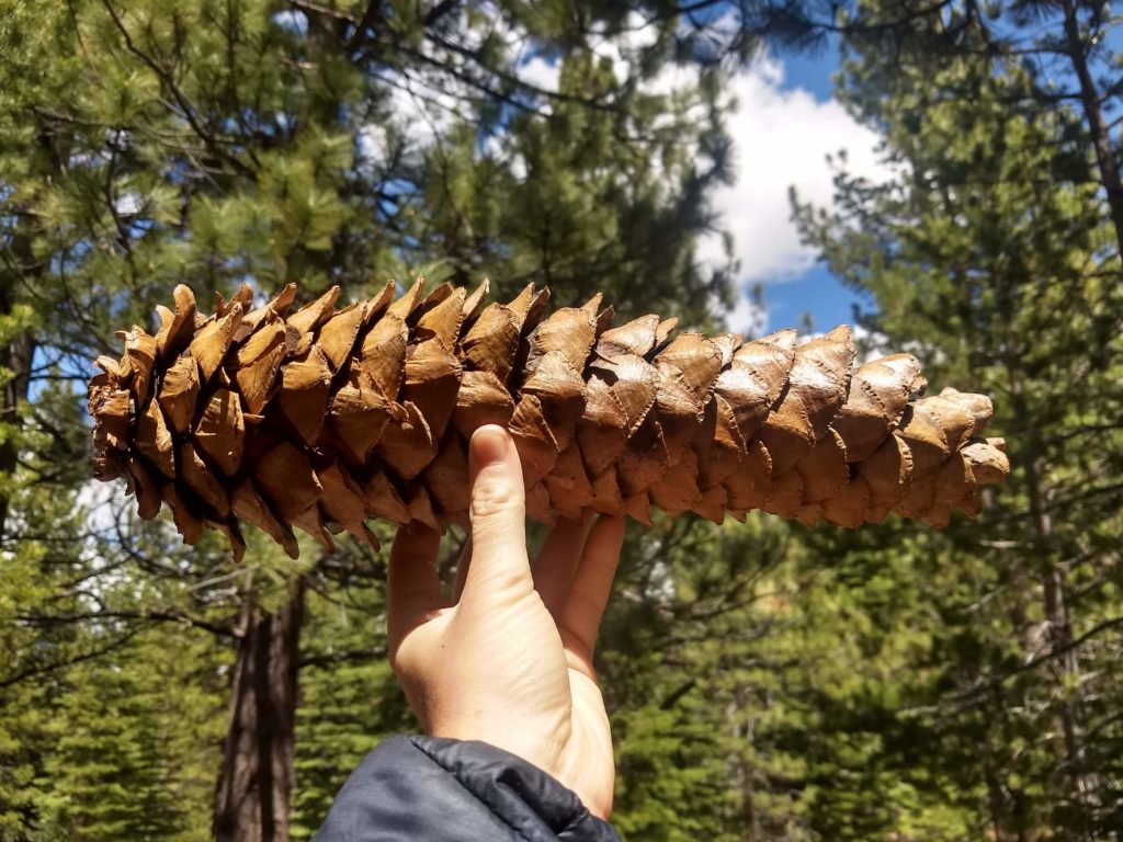 Sugar Pine Cone Truckee flora