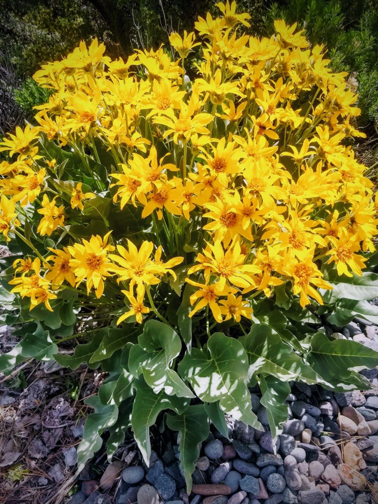 Mules Ears Truckee Wildflower
