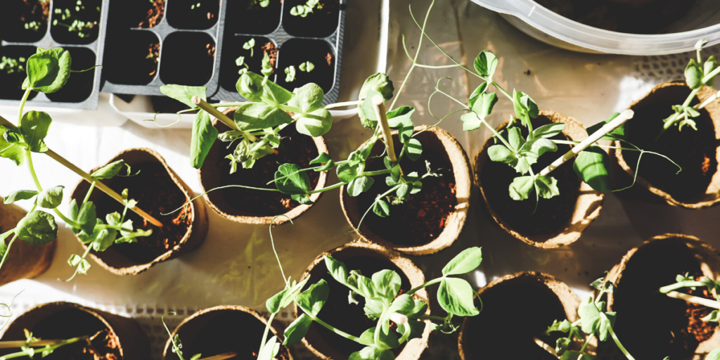 Urban Garden Keep Truckee Green