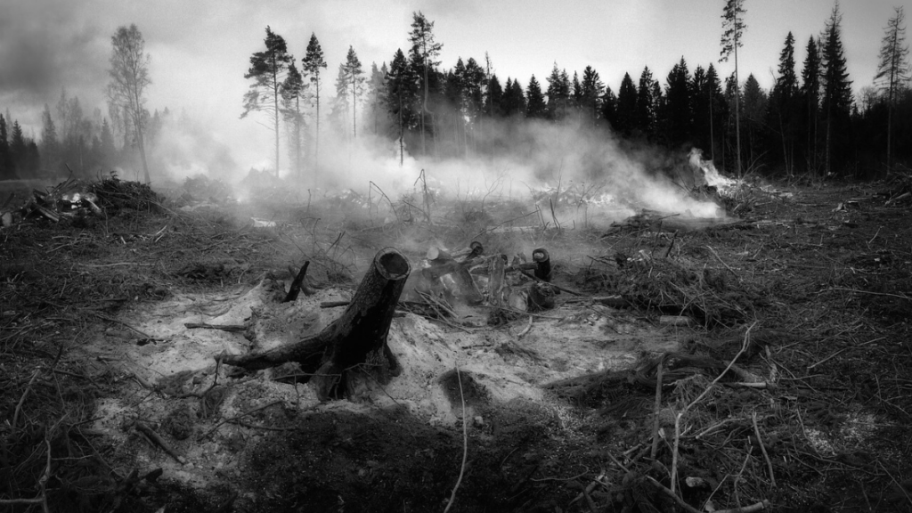 Destruction from a wildfire