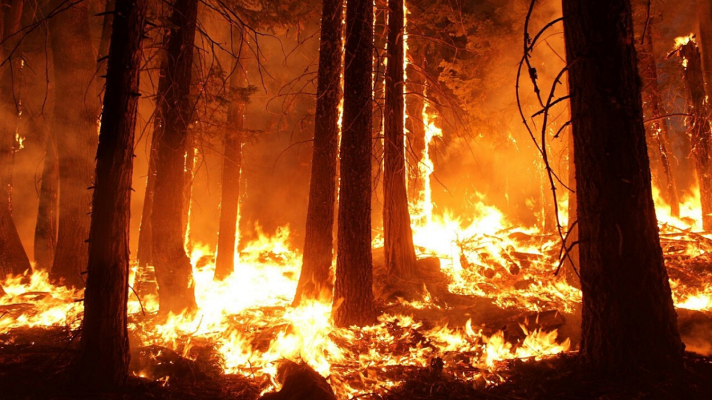 A burning wildfire. Prevent wildfires in Truckee and Lake Tahoe.