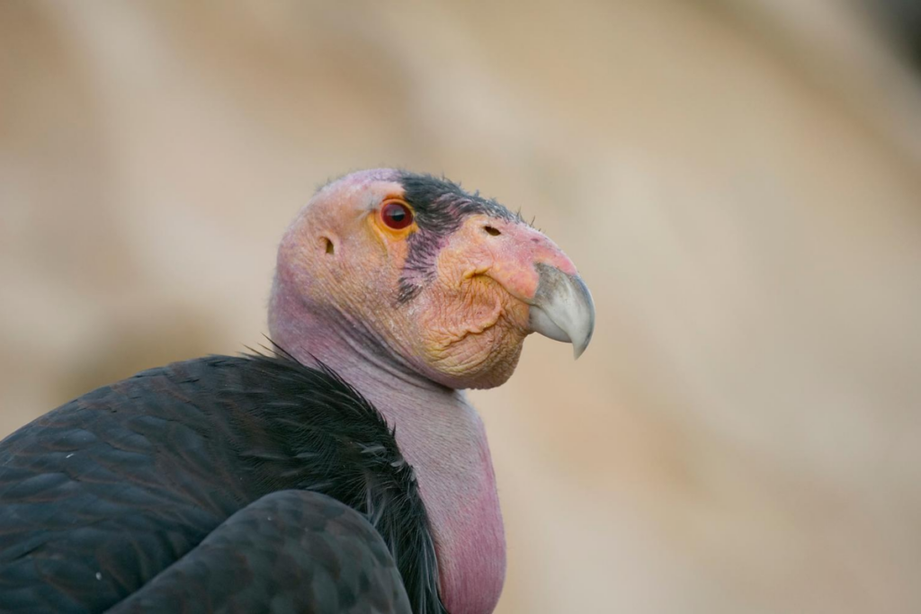 California Condor