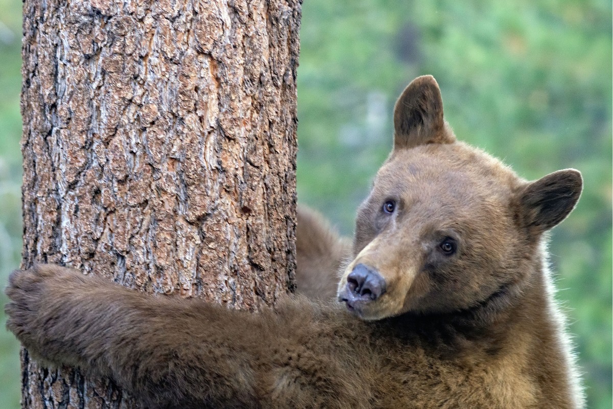 Black bear climbing a tree in Truckee.