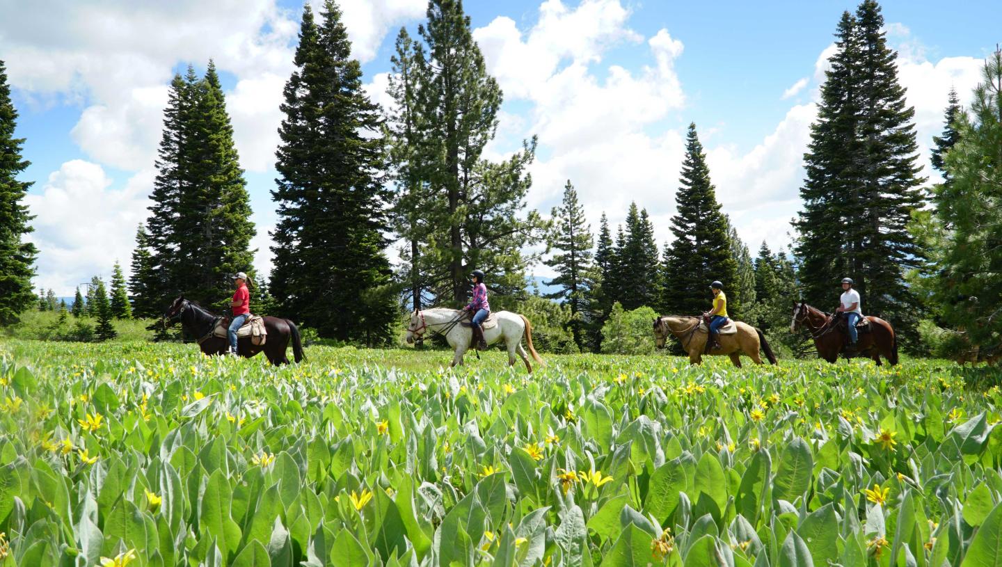 Four horseback riders across a vibrant field with tall trees in the background.