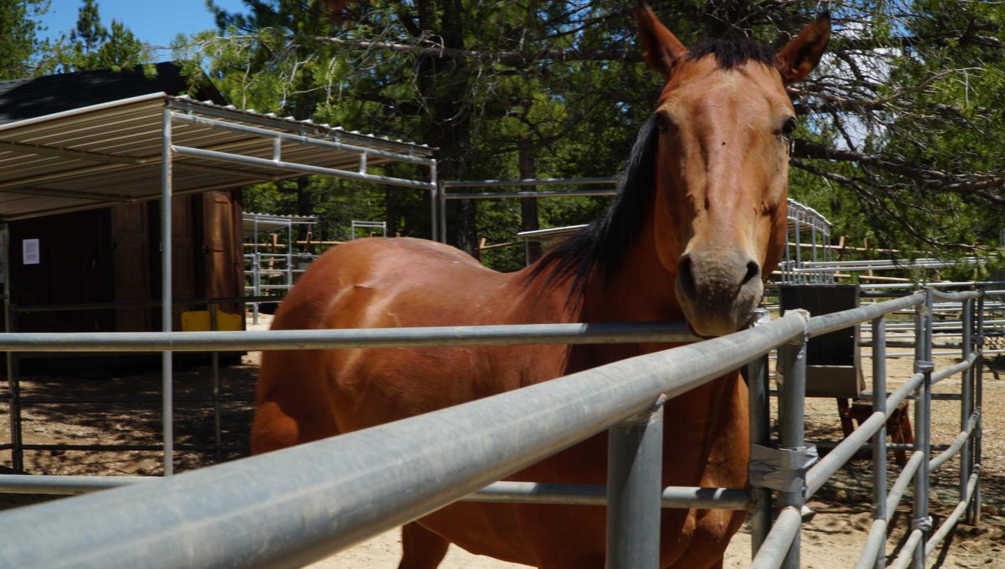 Brown horse behind a metal fence under a clear blue sky.