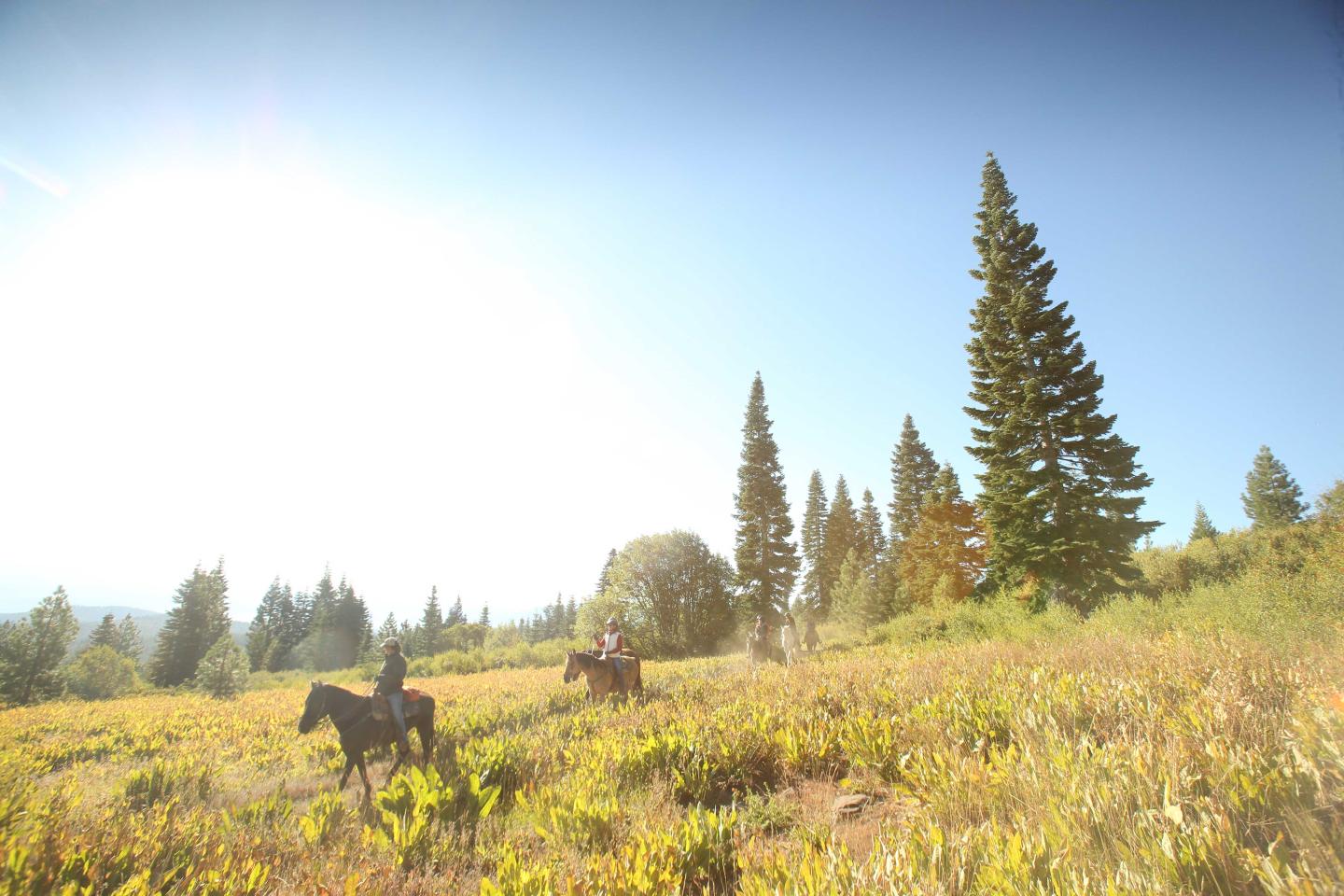 Two people horseback riding in a sunny meadow with tall pine trees.