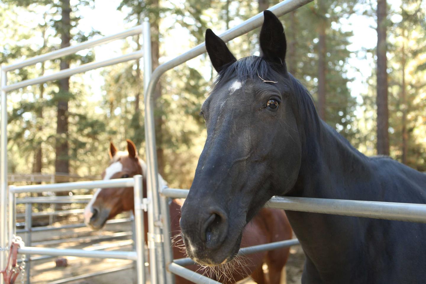 Black horse close-up, brown horse in background, surrounded by trees.