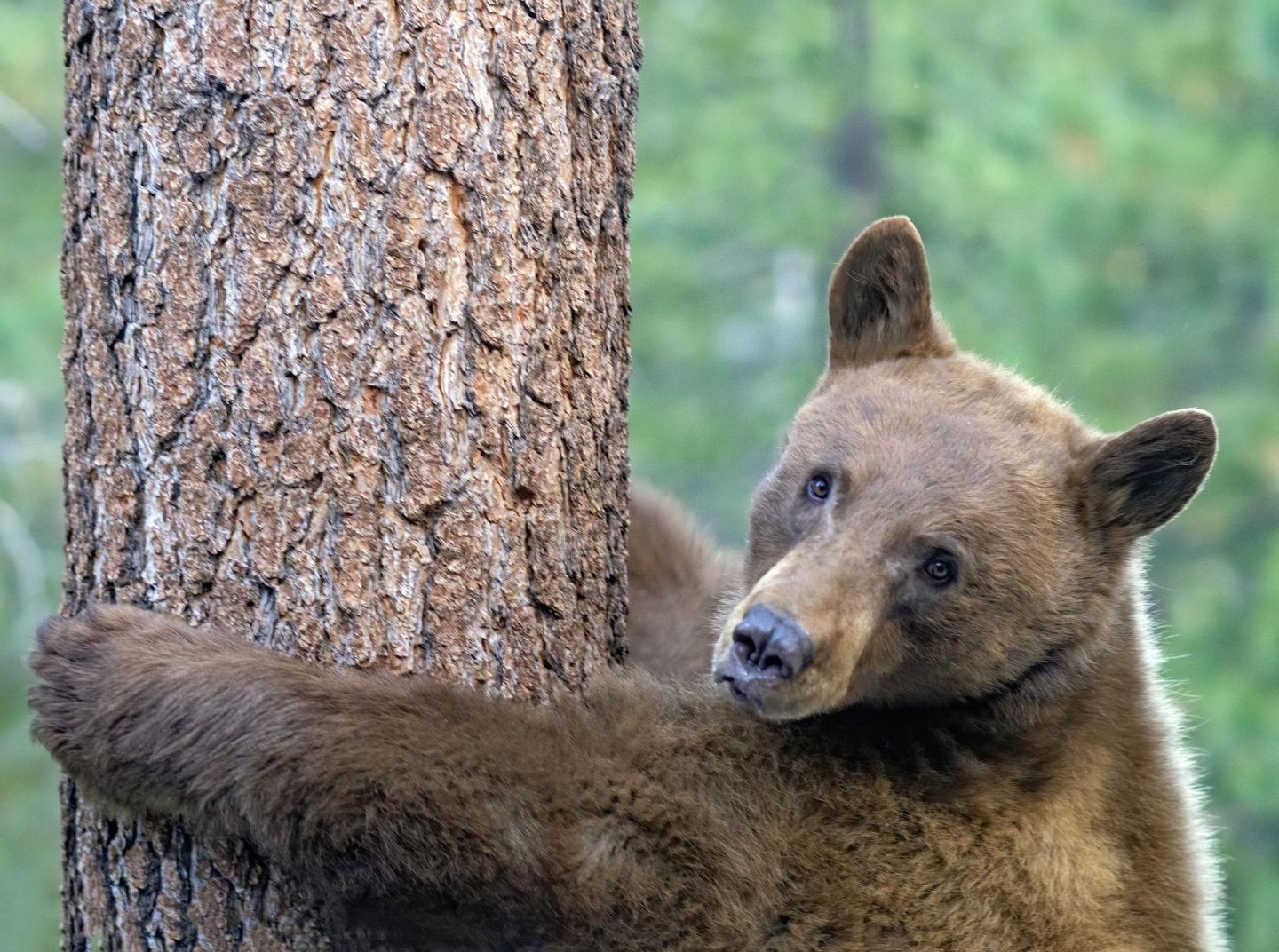 Wildlife and Flowers of Truckee-Tahoe's Sierra Nevada
