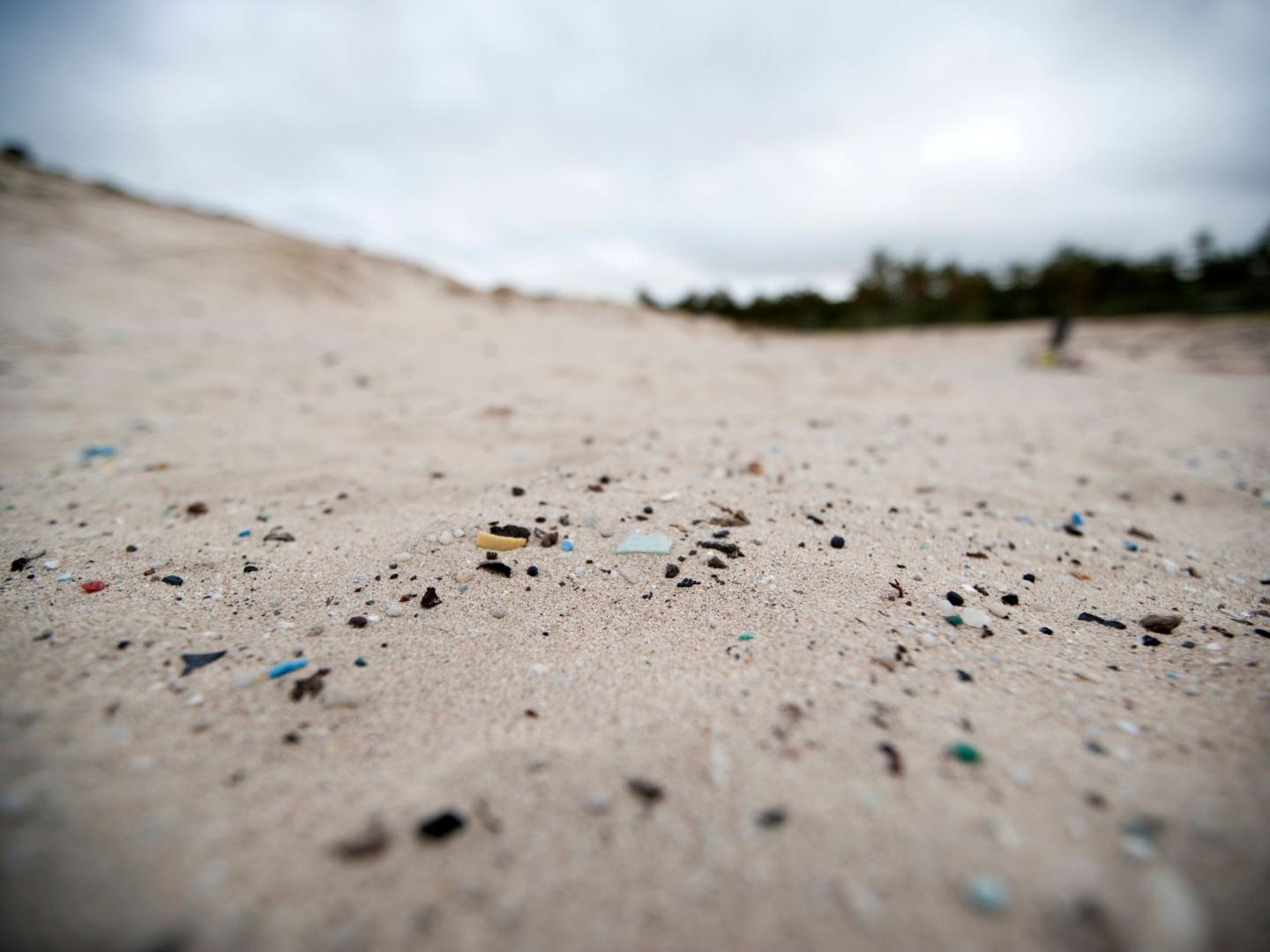 3 Reasons Why Micro-Trash has a Big Impact (Especially for Wildlife!)