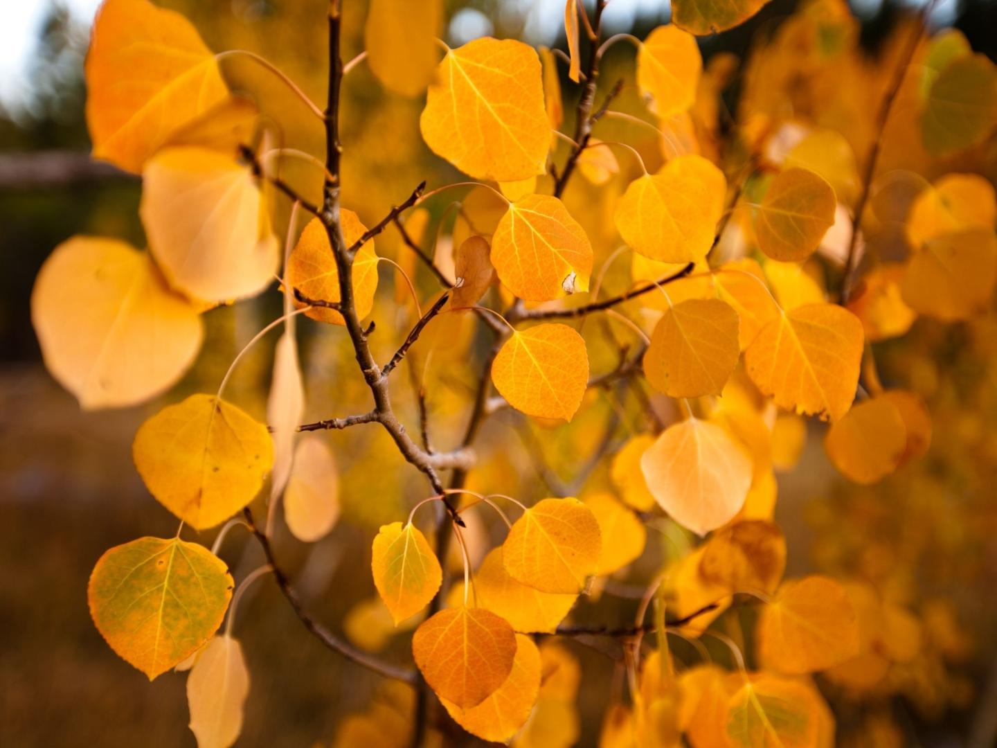 Fall Hikes You Never Heard Of