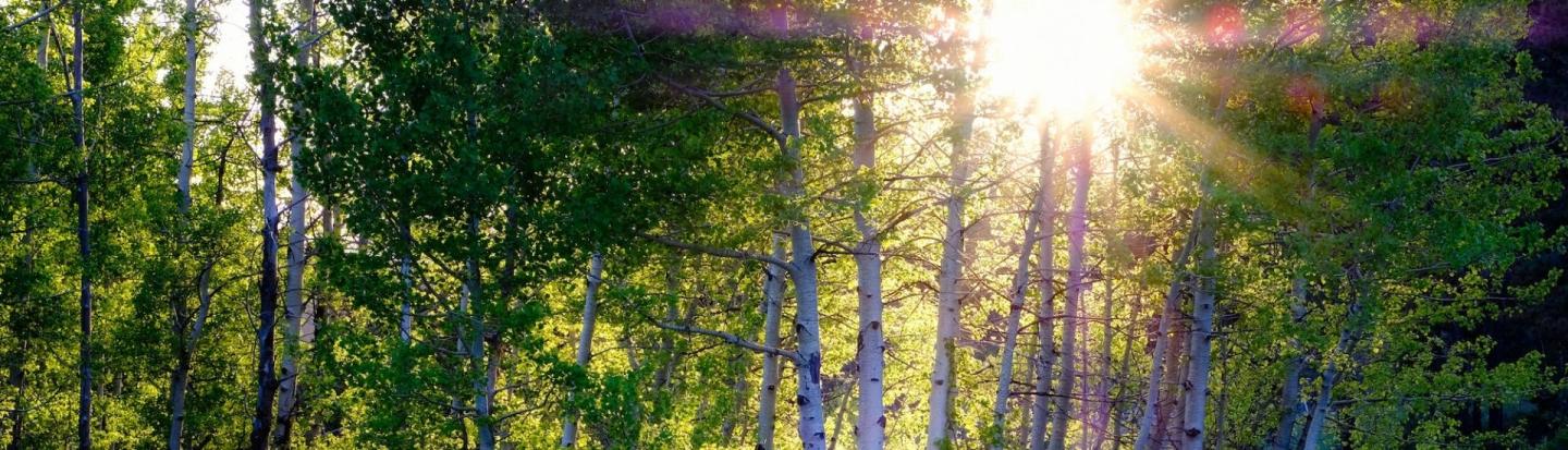 20 Ways to Celebrate Earth Day in Truckee-Tahoe