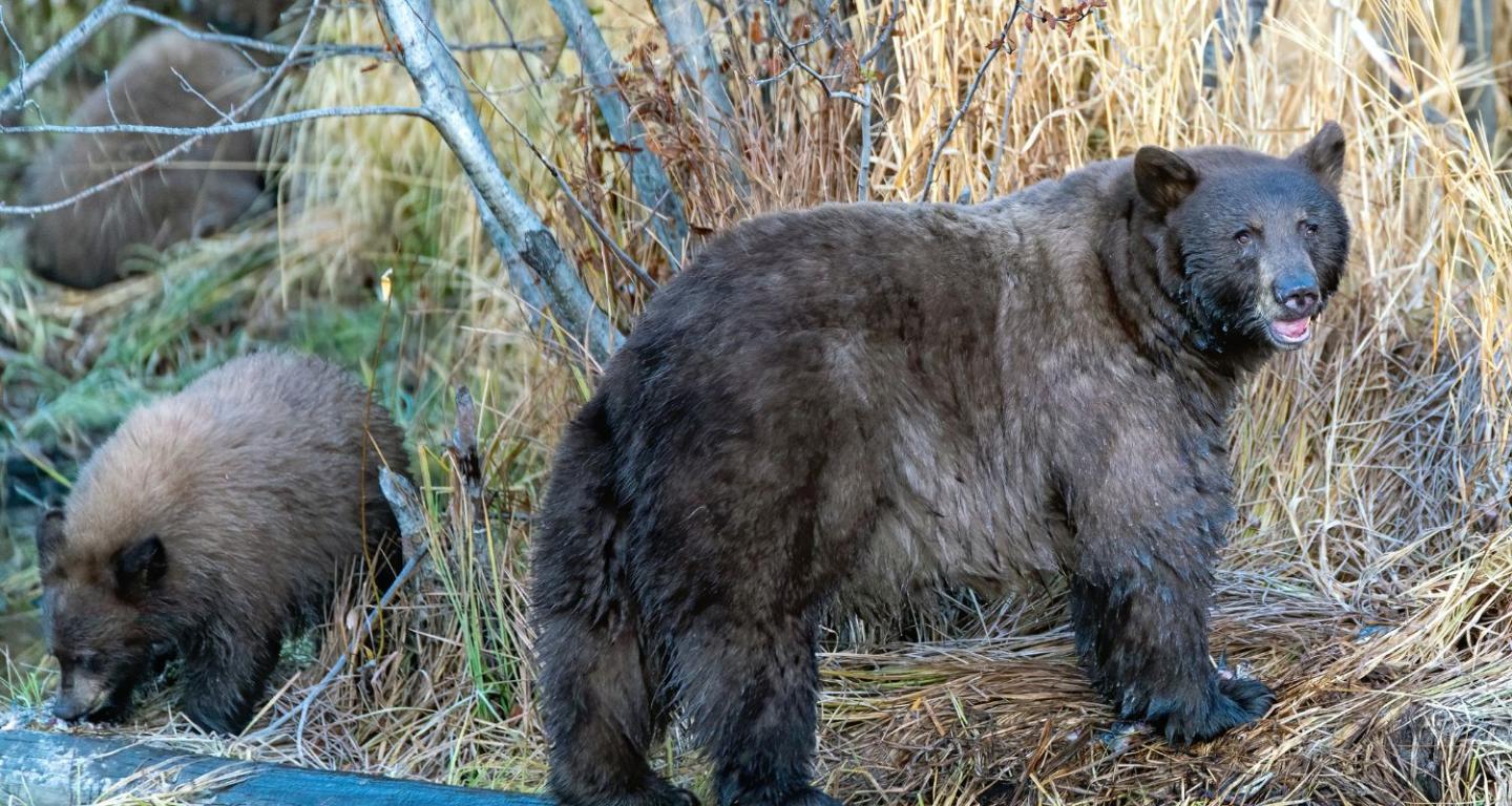 Visitor's Guide to Black Bears in Truckee and Food Storage