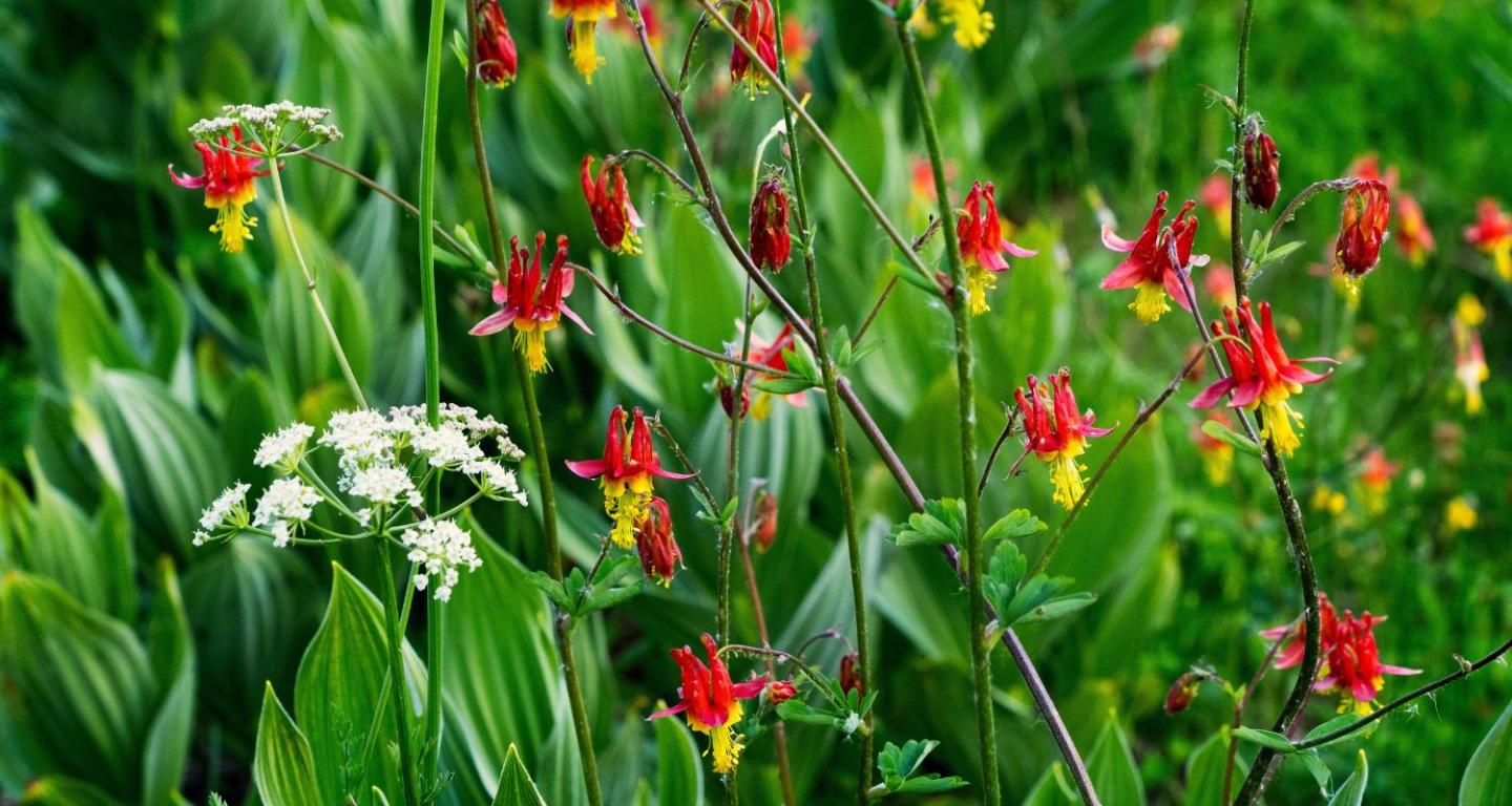 5 Of Our Favorite Spring Hikes With Wildflowers