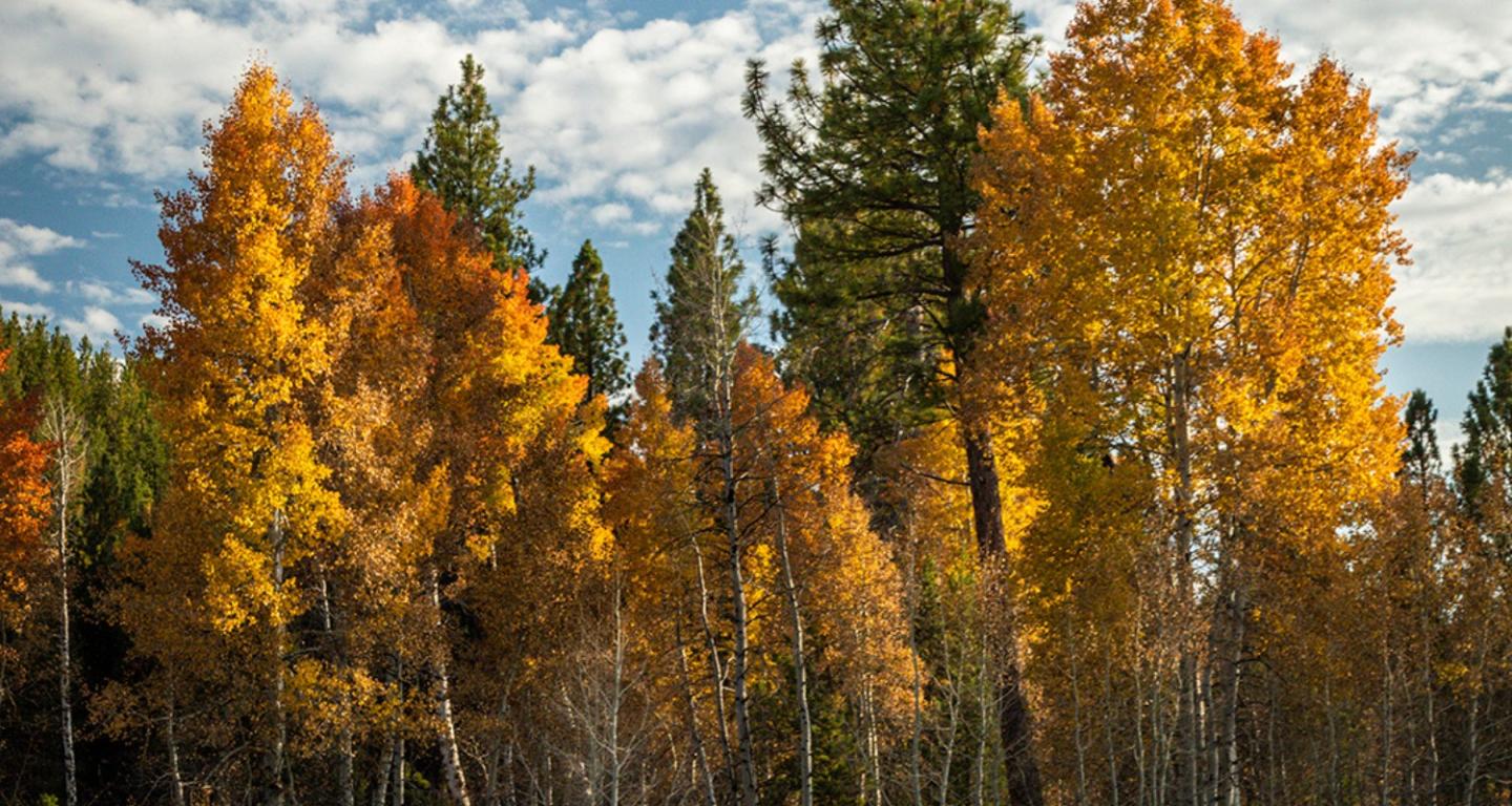 7 Easy Truckee Hikes To Take In Lake Tahoe Fall Colors