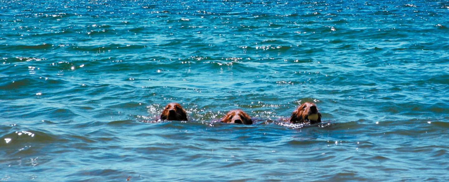 Dog Friendly Adventures in Truckee-Tahoe