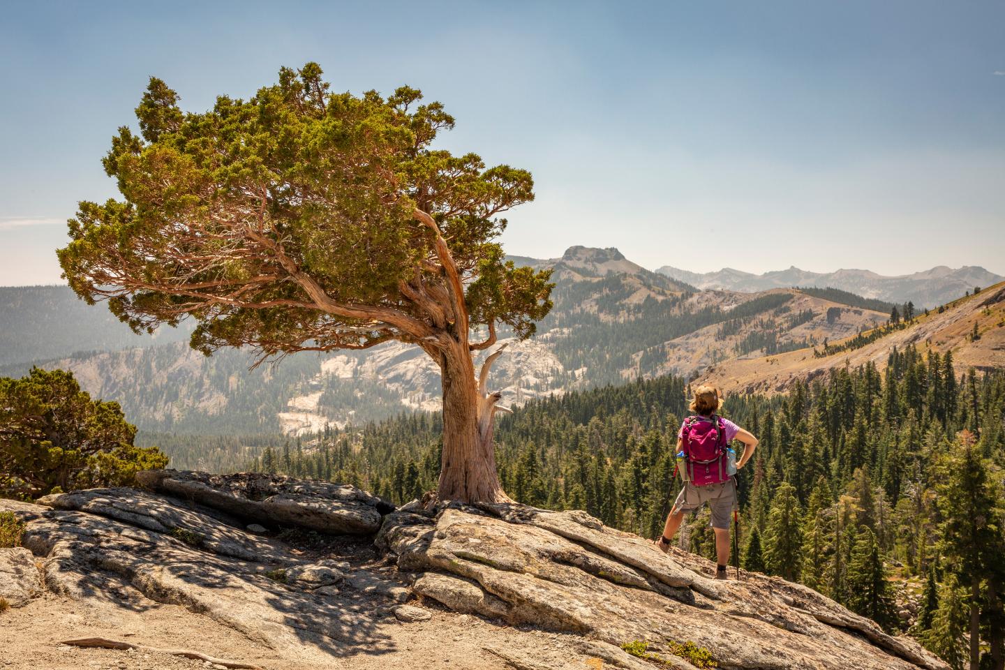 Hiker with a pink backpack stands near a tree, overlooking a mountainous landscape.