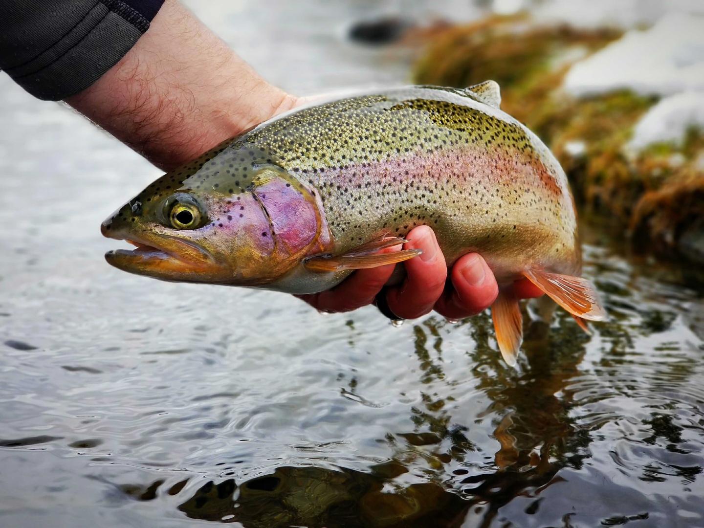 Hand holding a colorful fish above a stream with blurred background.