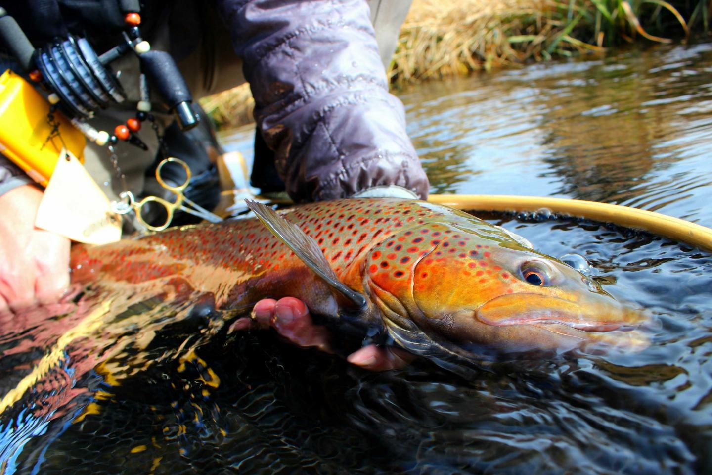 A person holding a brown trout in shallow water.