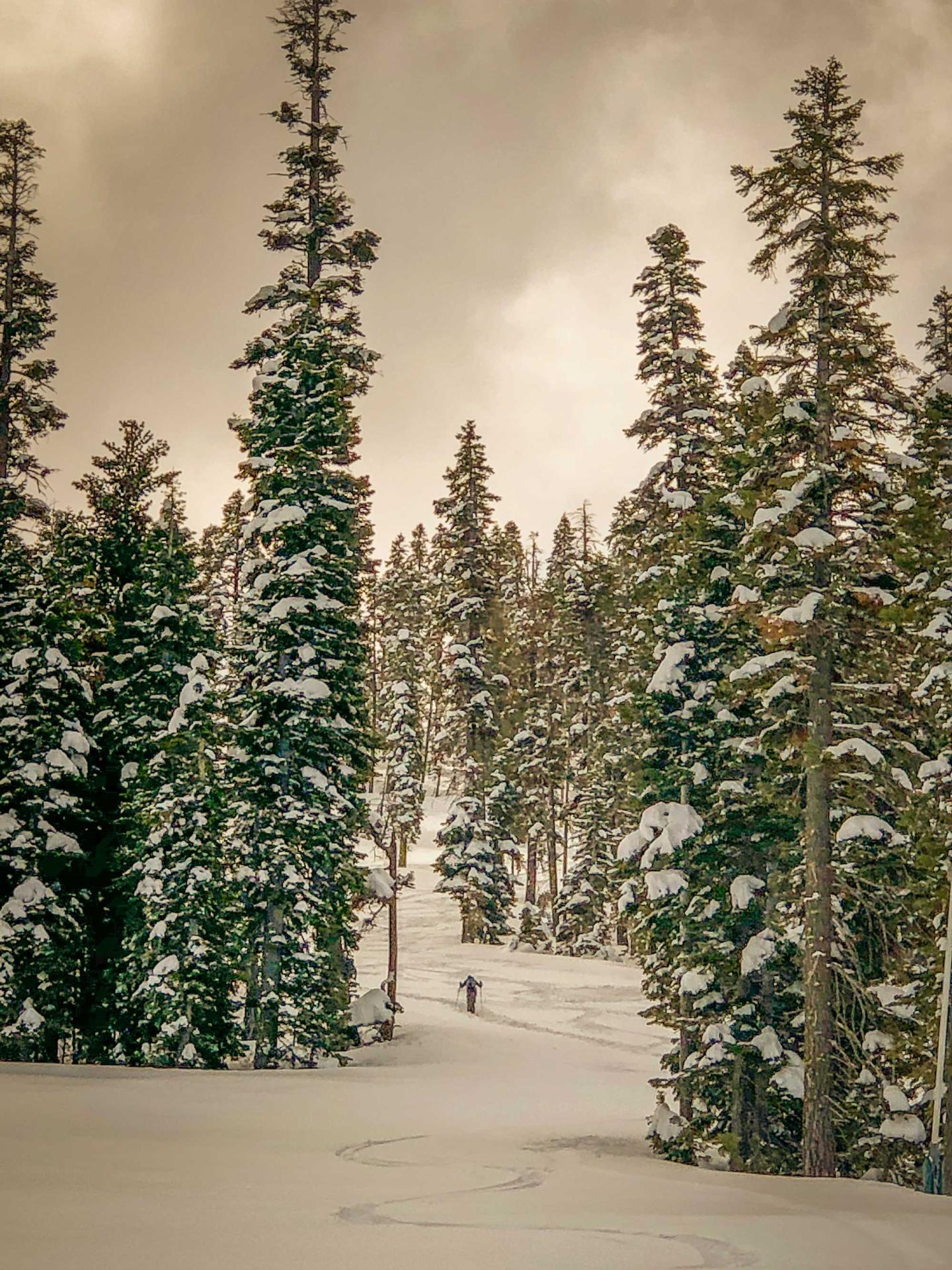 Snowy forest with tall trees and a lone skier in the distance.