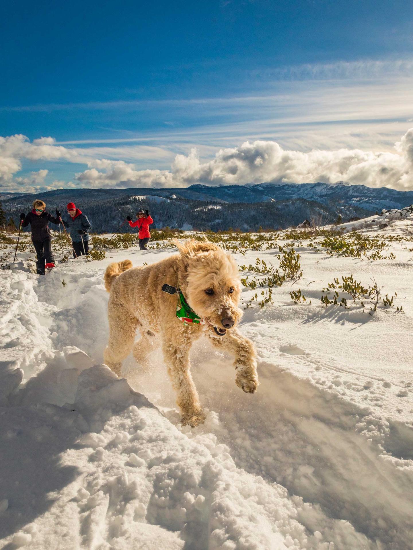 Dog joyfully running through snow-covered landscape, blue sky above.